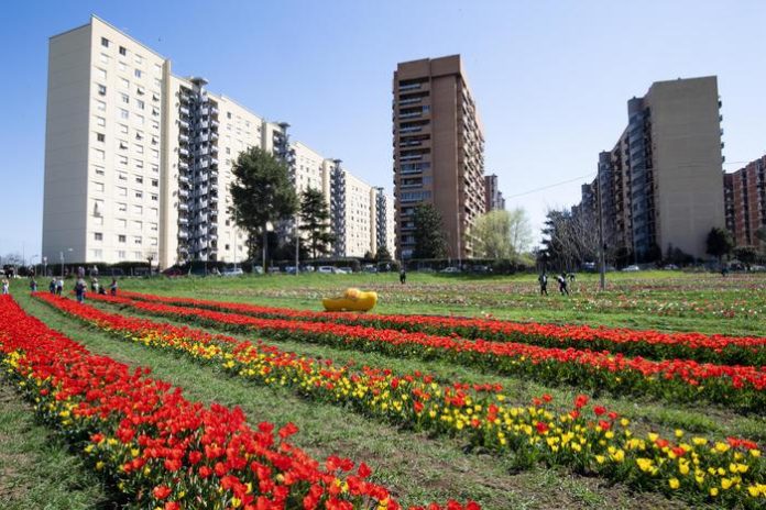 Migliaia di tulipani olandesi colorano uno spicchio di Roma