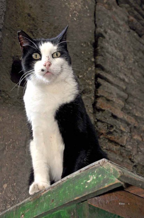GATTI ABBANDONATI A PIRAMIDE, A SUPERCAT SHOW IN CERCA DI CASA